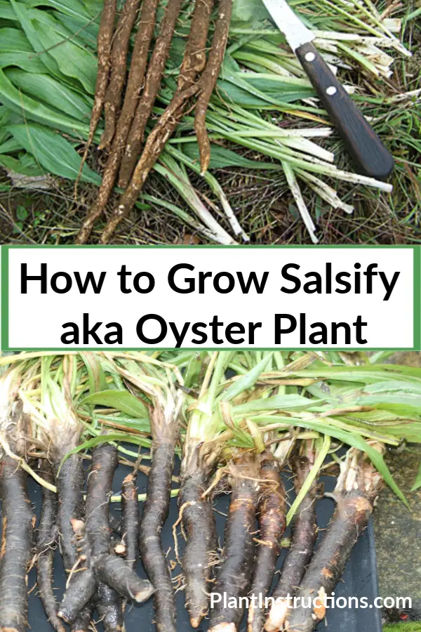 How to Grow Salsify