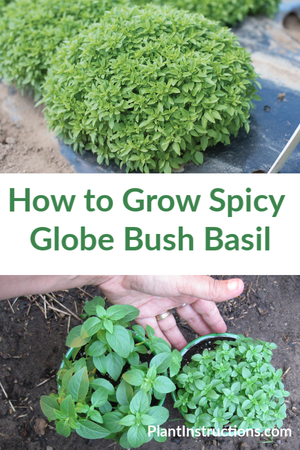 Spicy Globe Bush Basil