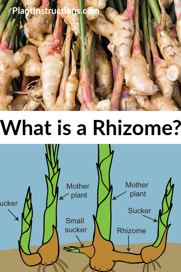 What is a Rhizome