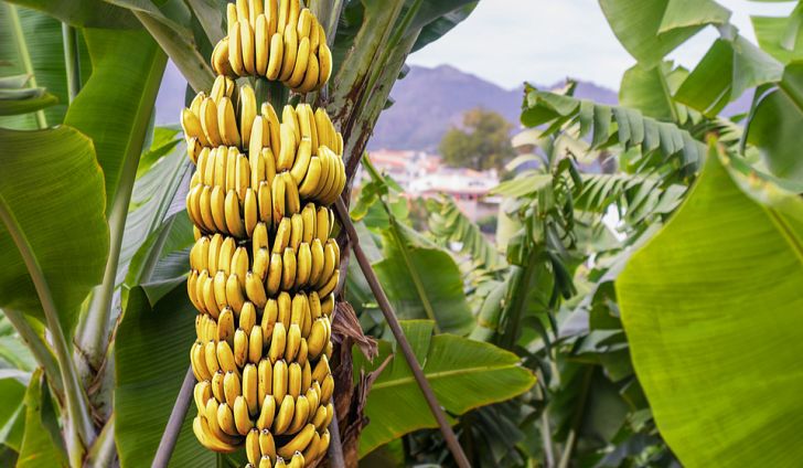 banana bunch