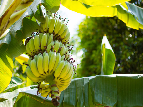 banana tree