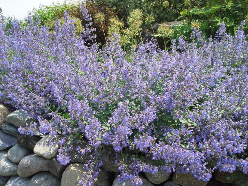 catmint