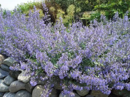 How to Grow Catmint