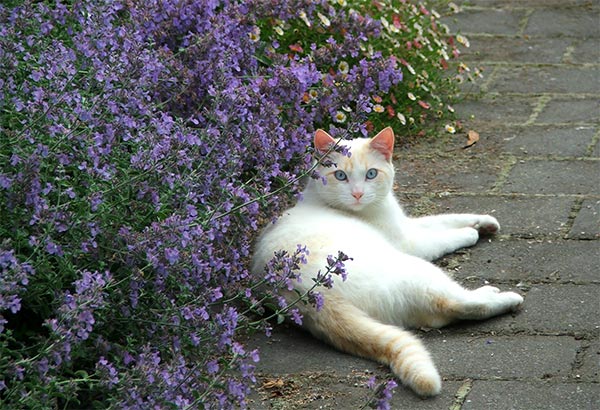 catmint plant and cat