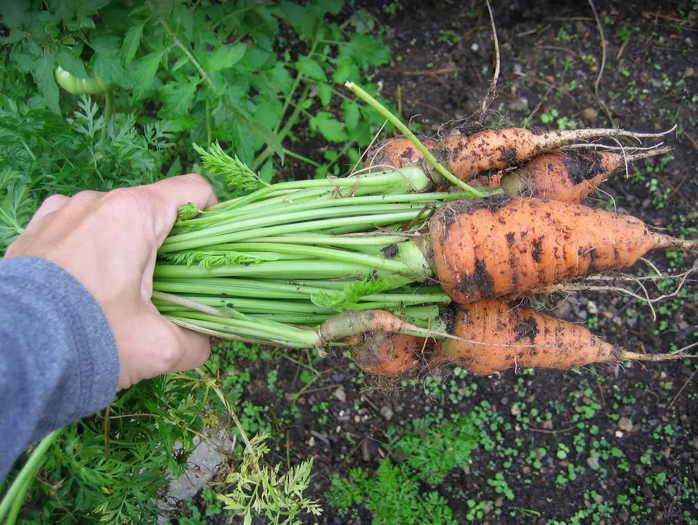 chantenay carrot harvest
