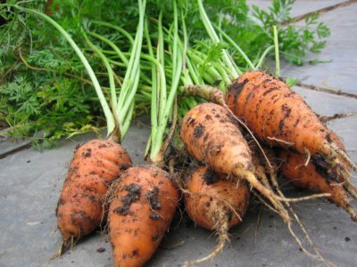 chantenay carrots