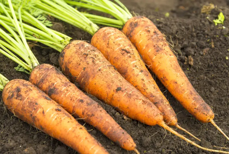 danvers carrots