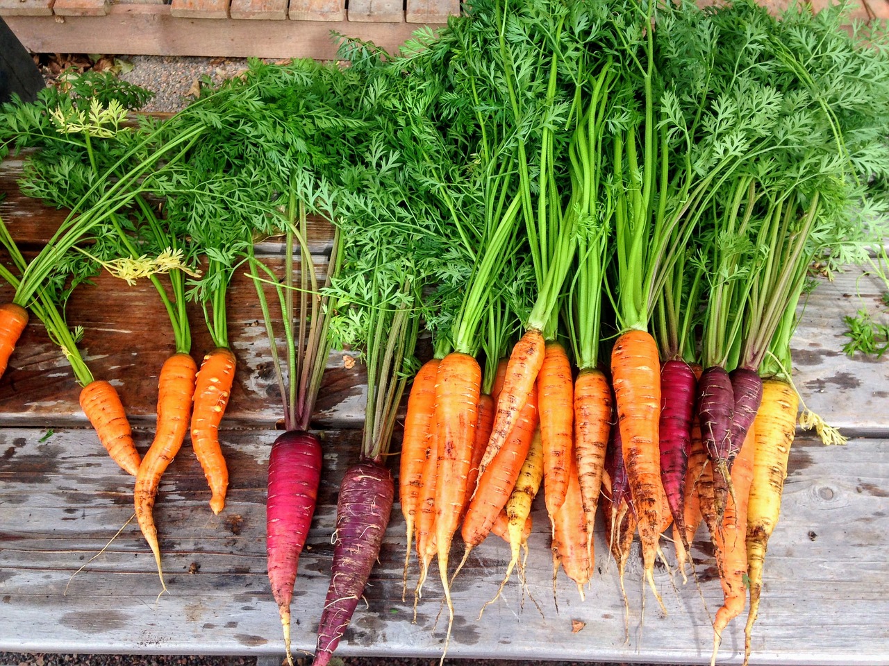 Carrot Varieties What Are The Most Popular Varieties Of Carrot Plant Instructions 