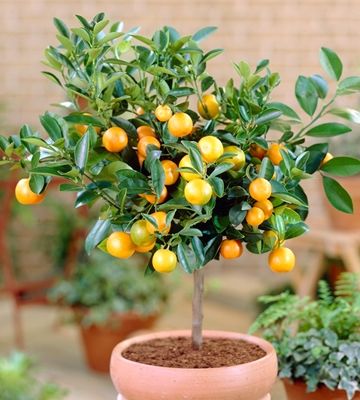 Dwarf Citrus Trees - Plant Instructions