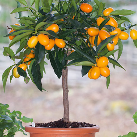 dwarf citrus tree kumquat seeds bonsai gmo pcs orange mini trees fruit sementes tangerine balcony potted patio plants varieties bestseedsonline