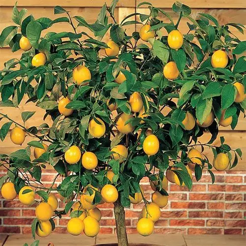 dwarf meyer lemon tree