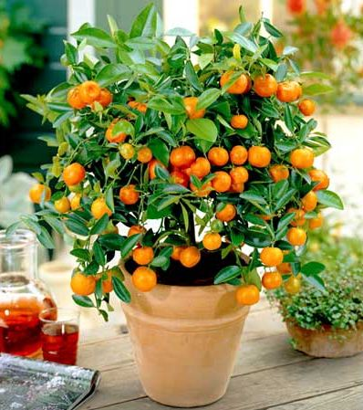 dwarf orange tree