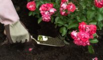 How to Fertilize Roses