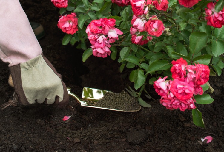 fertilizing roses