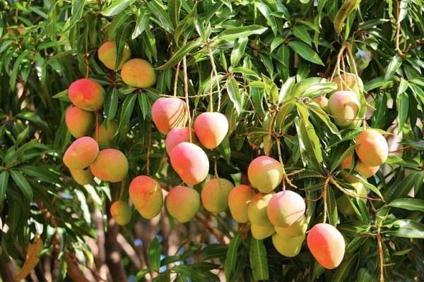 how to grow mango from seed