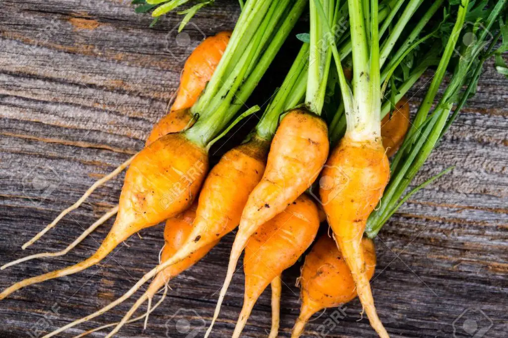 miniature carrots