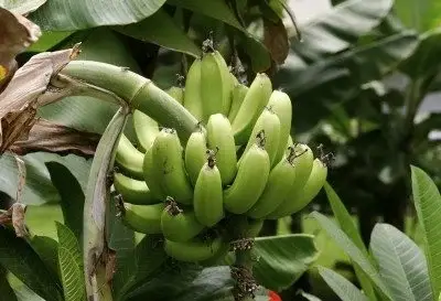 plantain bunch