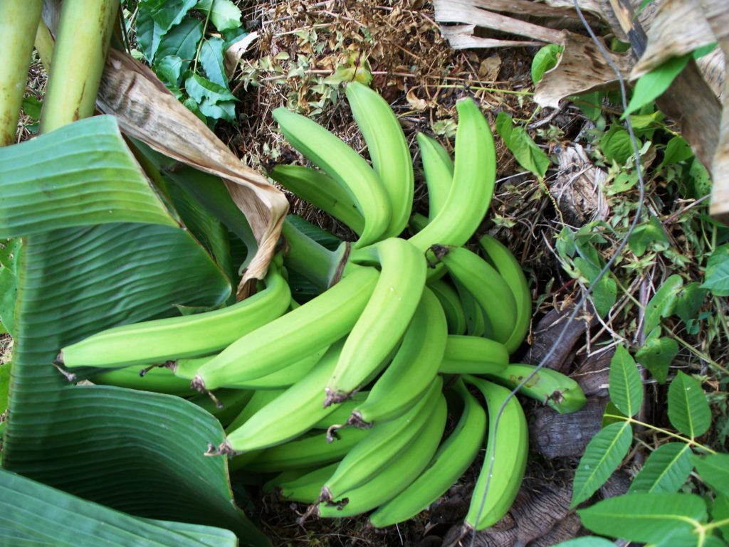 How to Grow Plantains Plant Instructions