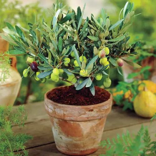 How to Grow Olive Trees in Pots