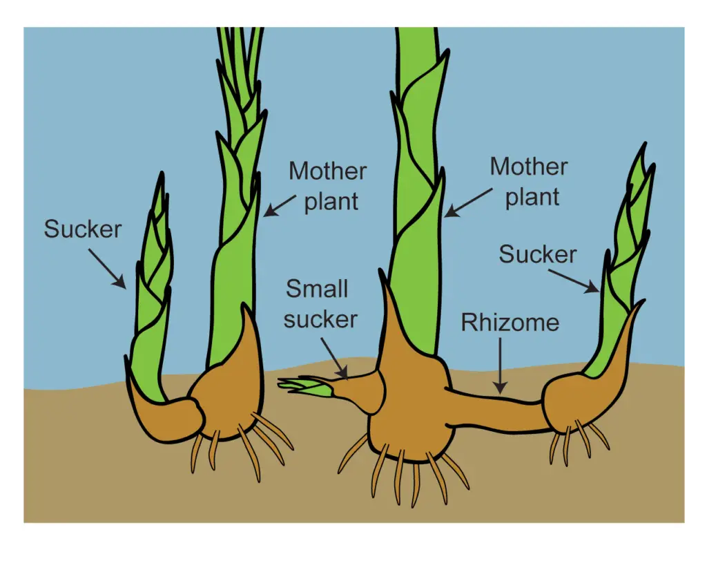 rhizome diagram