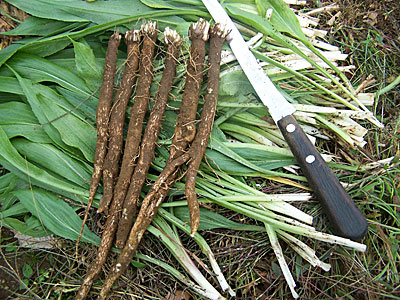 salsify plant