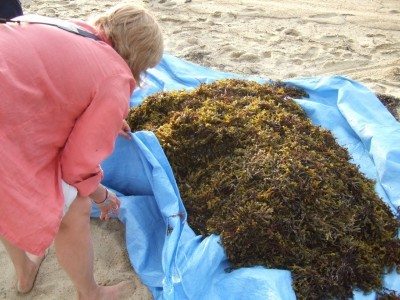 seaweed harvest