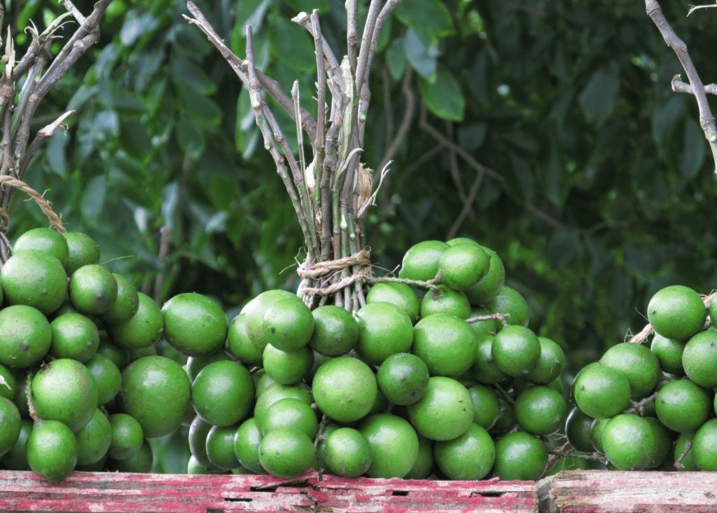 spanish limes