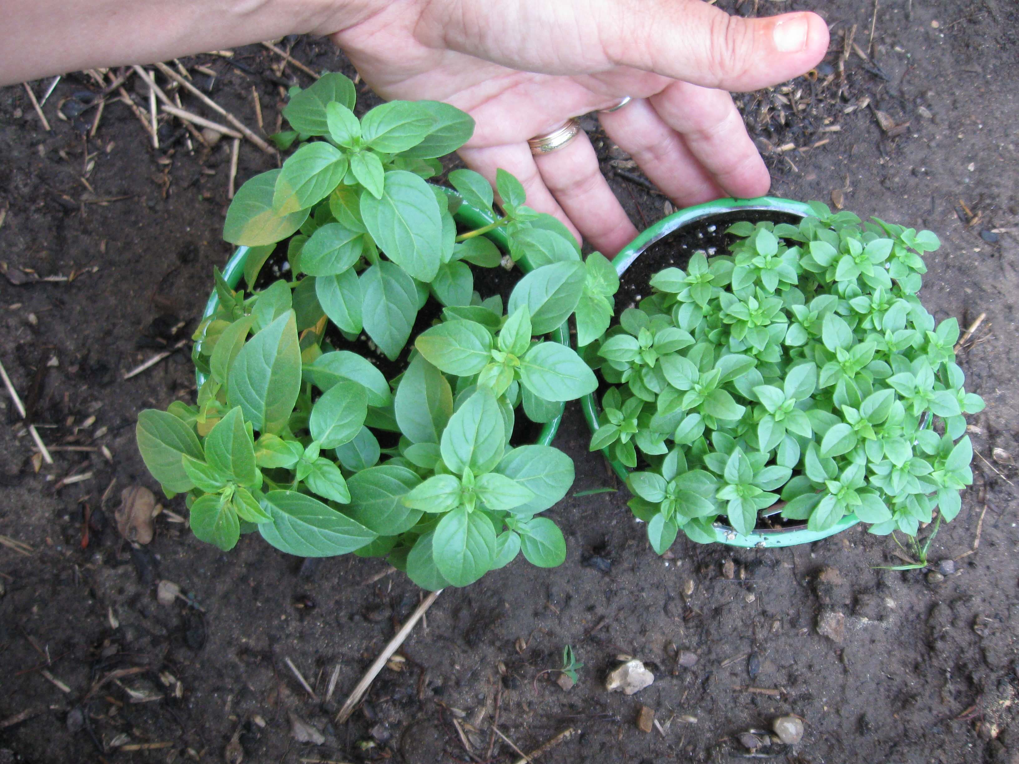 How to Grow Spicy Globe Bush Basil Plant Instructions