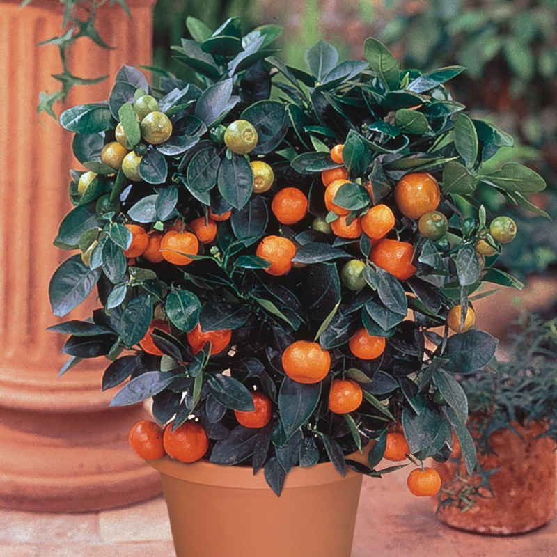 tangerine tree varieties