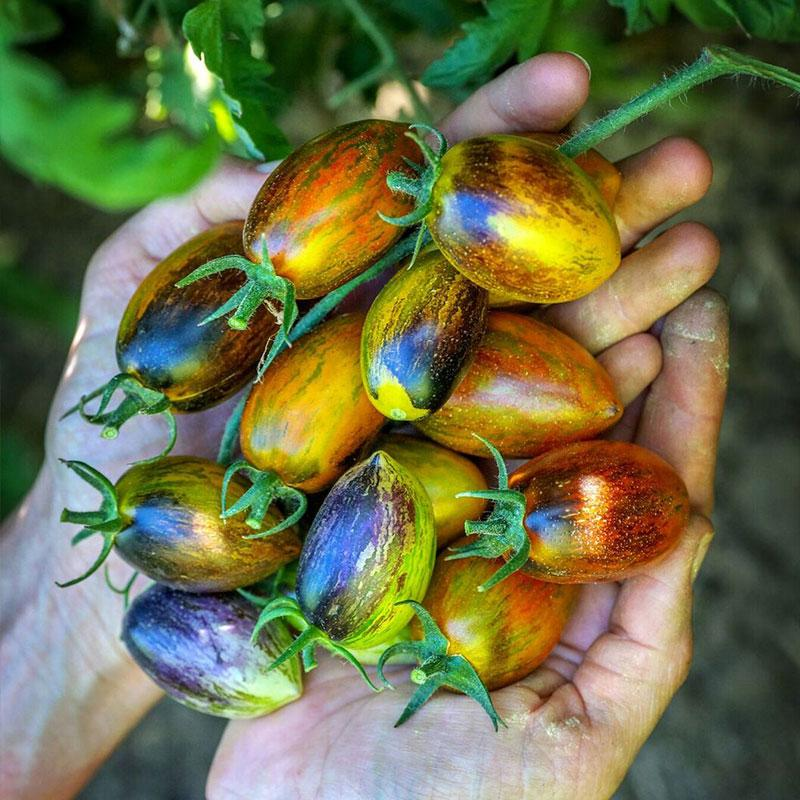 Brad's Atomic Grape Tomato