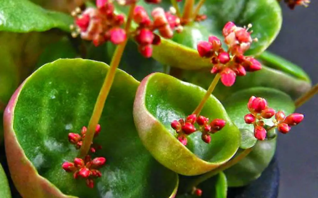 5 Unusual Houseplants You Never Knew About