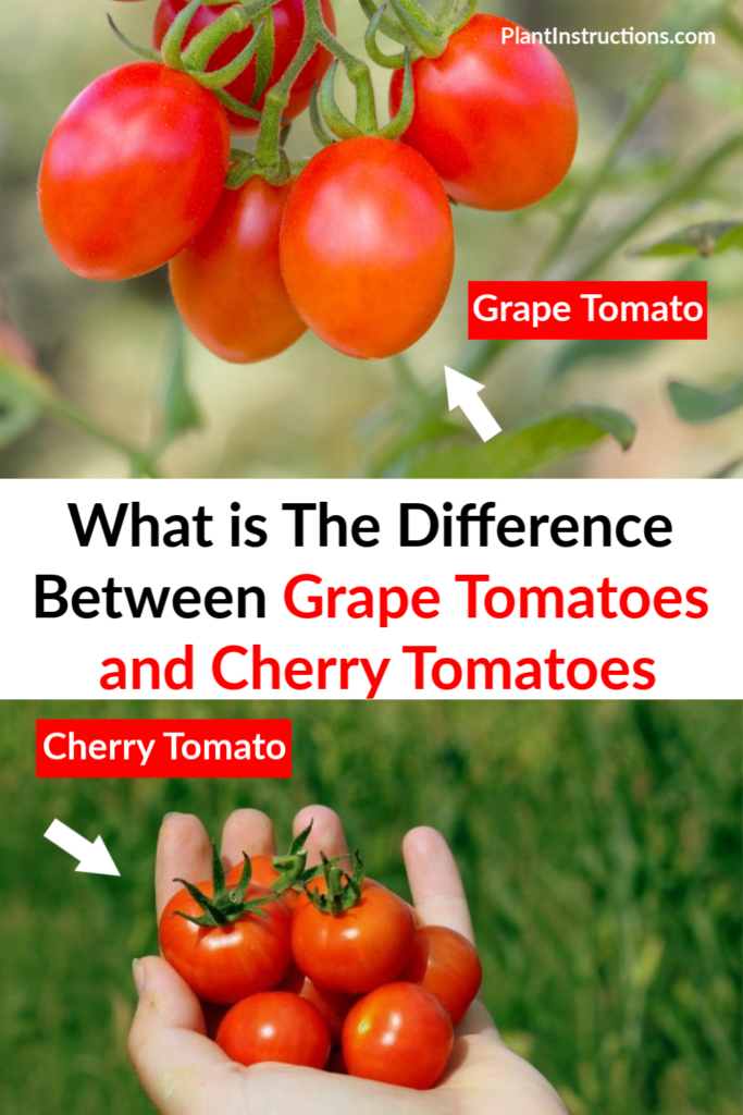 Difference Between Grape Tomatoes and Cherry Tomatoes