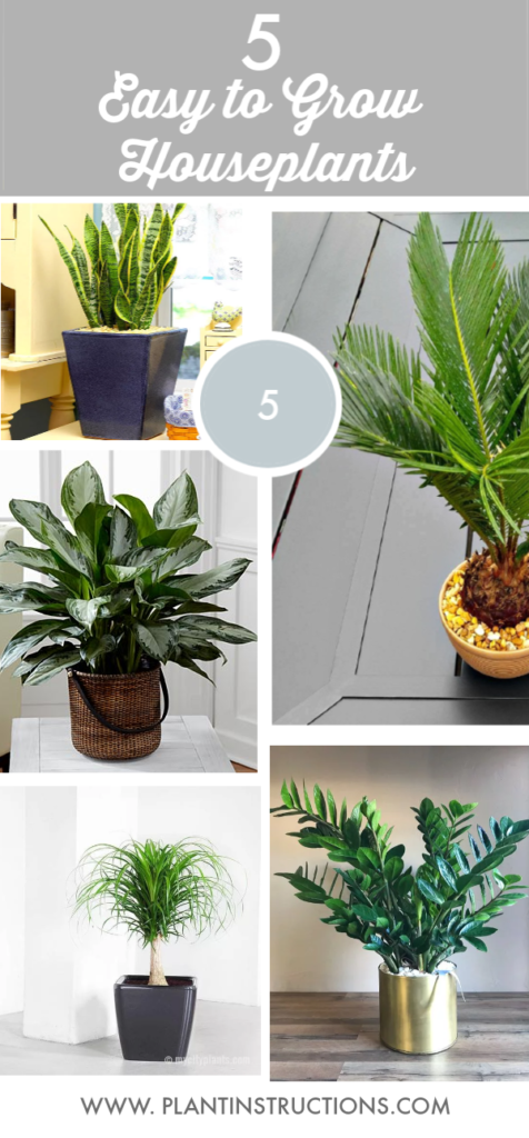 Easy to Grow Houseplants