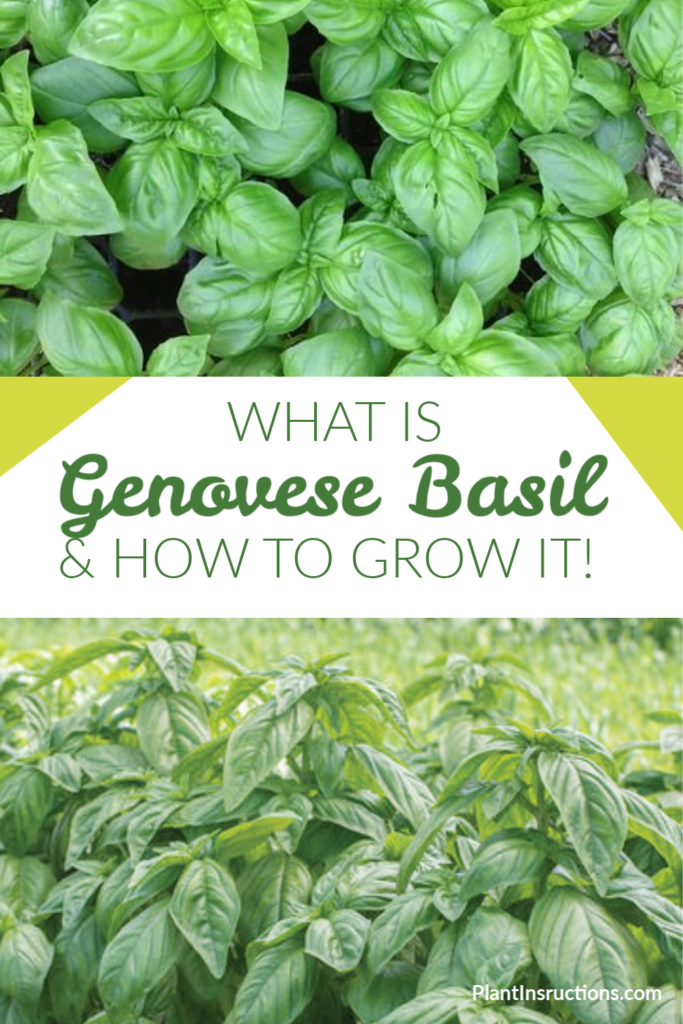 Genovese Basil