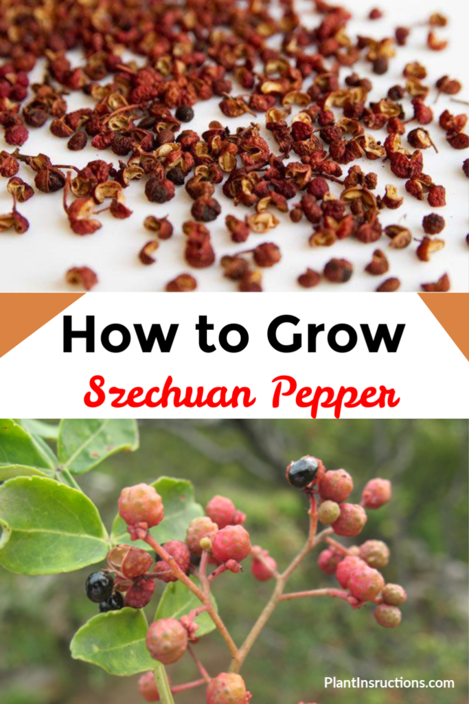 Grow Szechuan Pepper