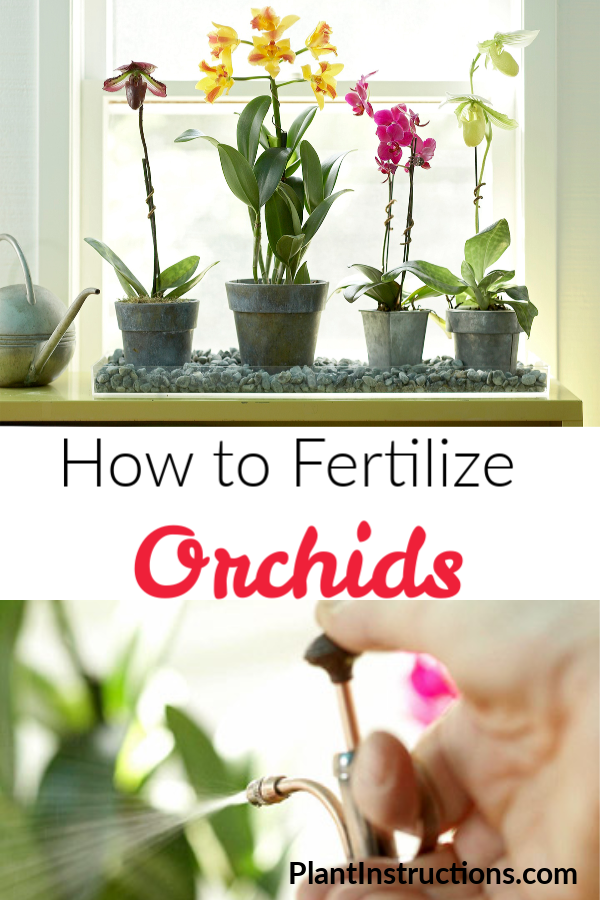 How to Fertilize Orchids