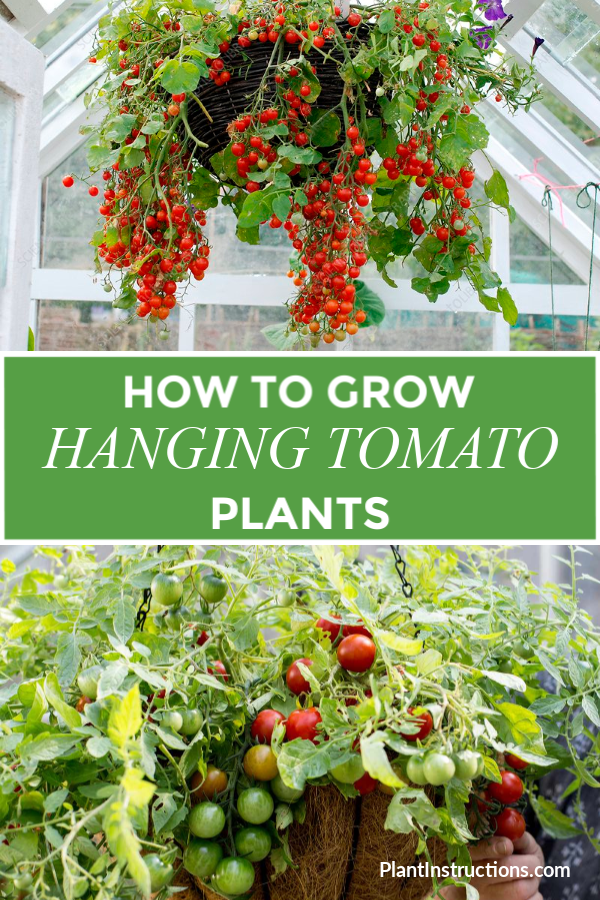 How to Grow Hanging Tomato Plants