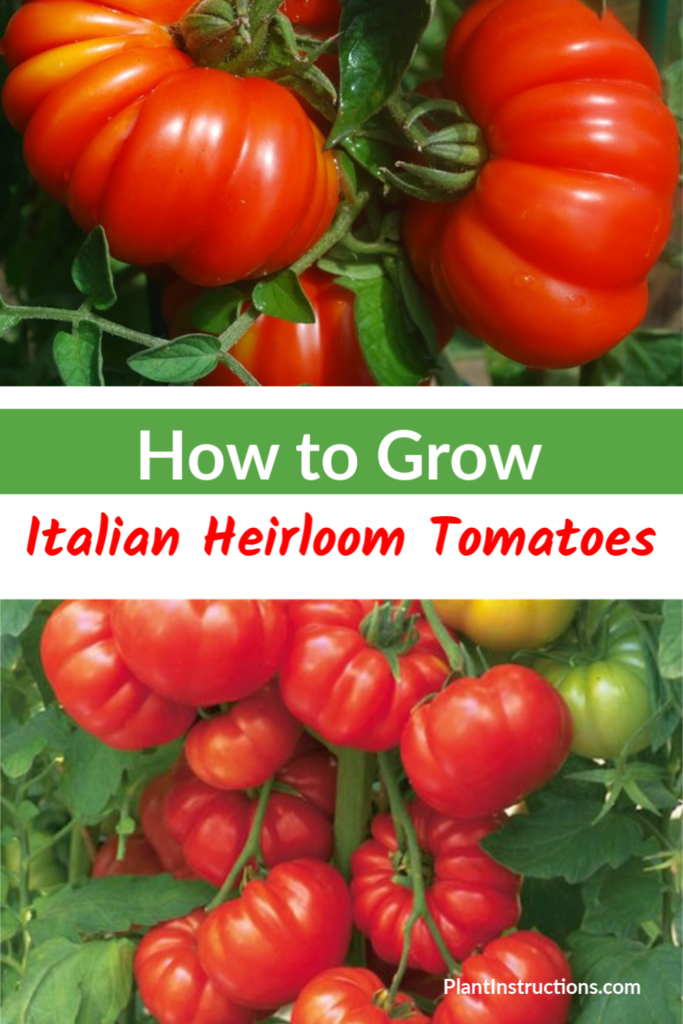 How to Grow Italian Heirloom Tomatoes