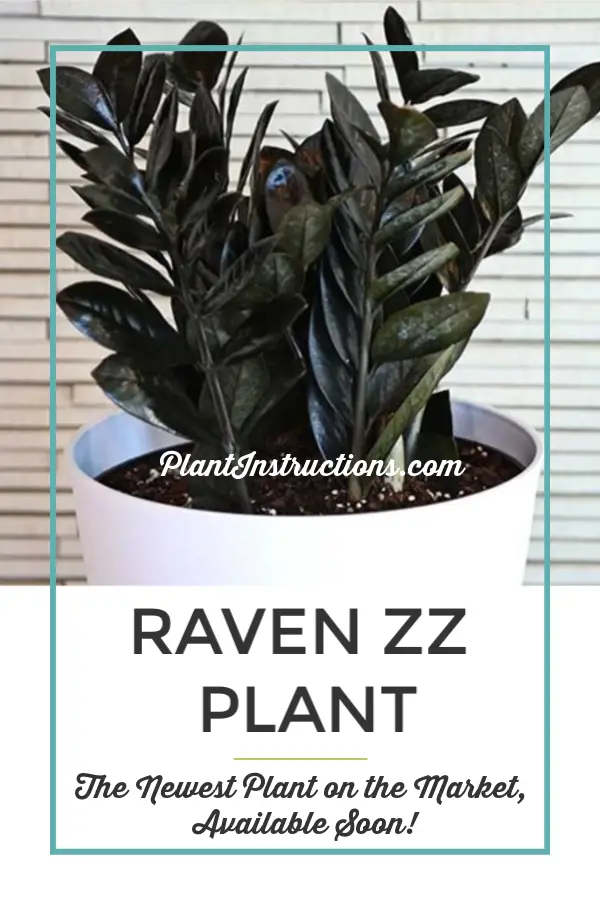 Raven ZZ Plant