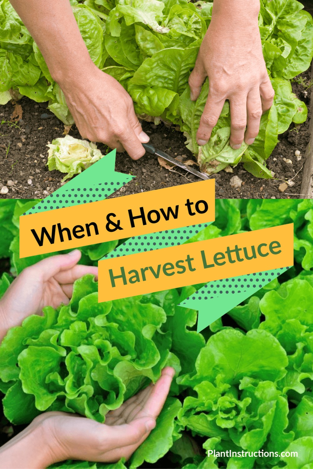 When to Harvest Lettuce & How to Do it Correctly Plant Instructions