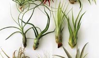 How to Water Air Plants The Right Way