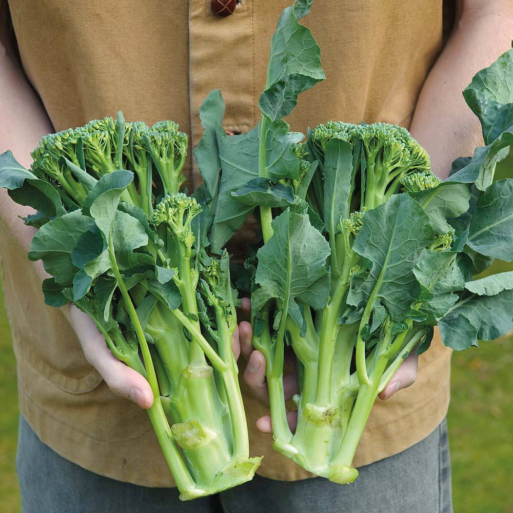 apollo broccoli