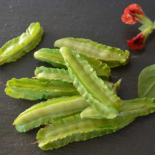 asparagus pea