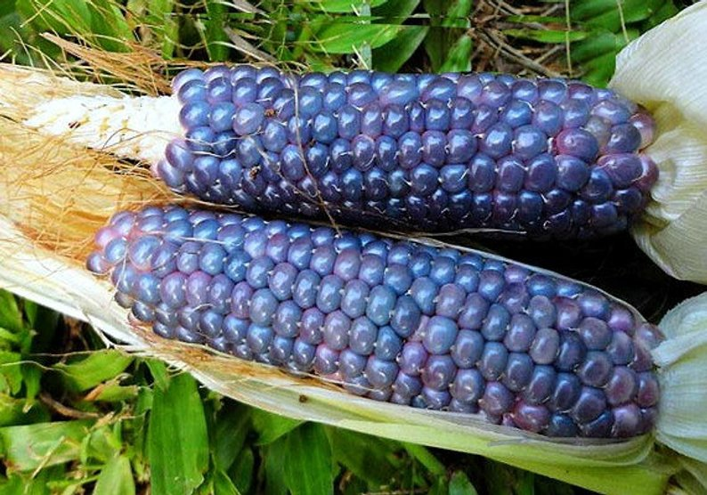 blue jade corn