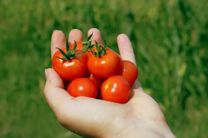 how to grow tomatoes in texas