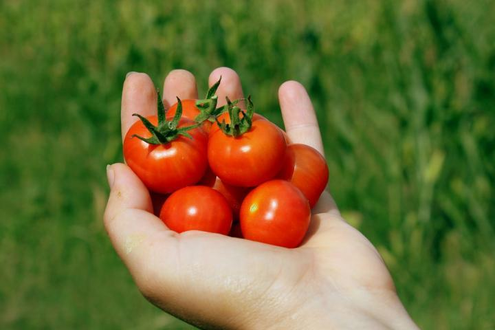 cherry tomatoes