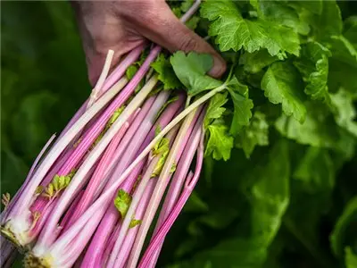 chinese pink celery