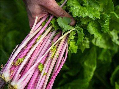 chinese pink celery