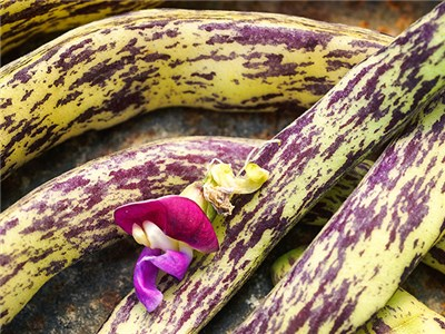 dragon tongue bush beans