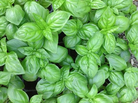 genovese basil plant